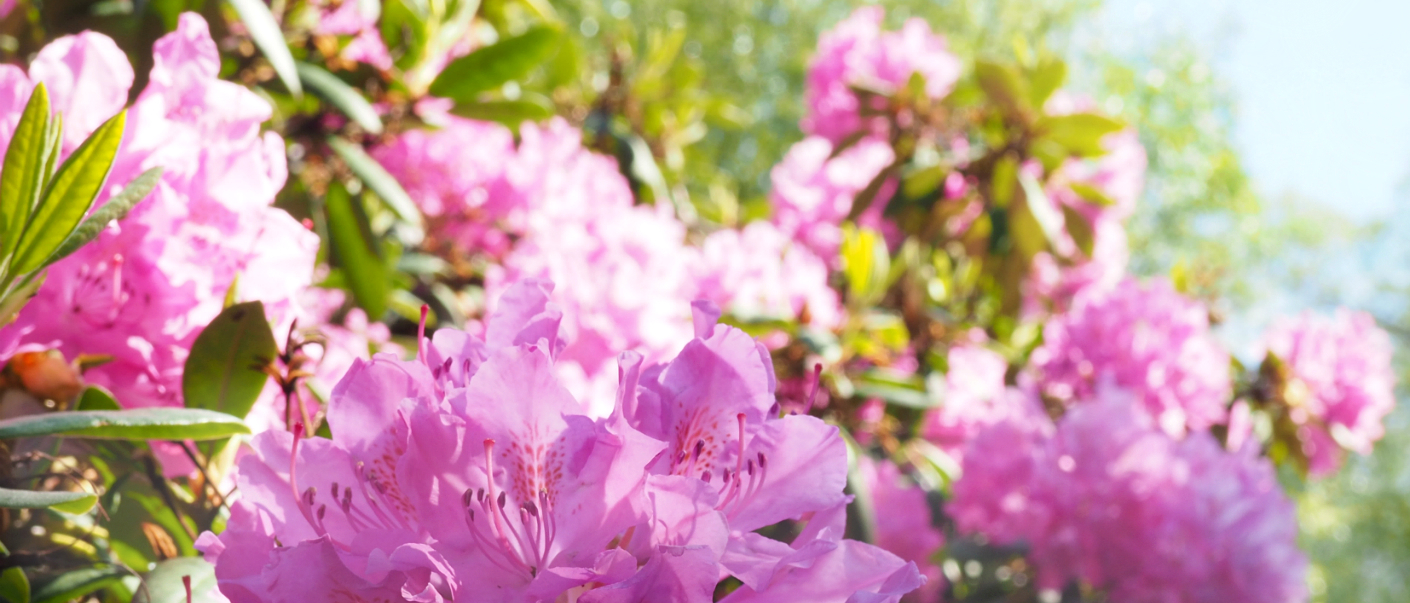 Rhododendron, på Alla systrars dag